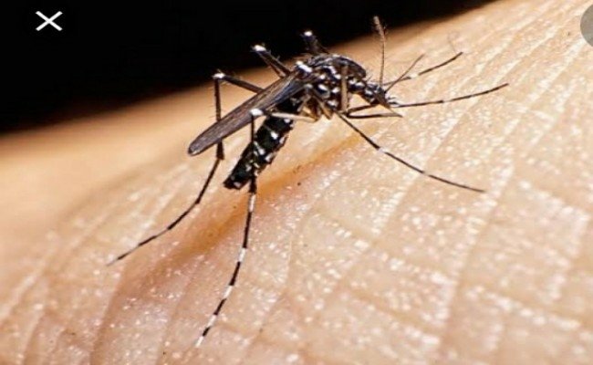 जिले में डेंगू का कहर, अब तक 6 से अधिक मौत होने की खबर
