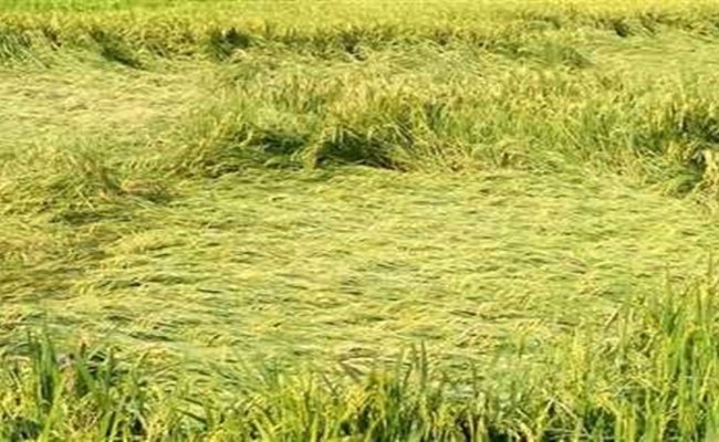 लगातार बारिश से किसानों की बढ़ी चिंता, गेहूं की फसल पर संकट